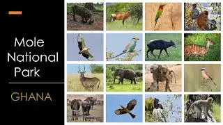 Mole National Park in Ghana, home to animals of the Guinea Savannah, Amazing wildlife Safari