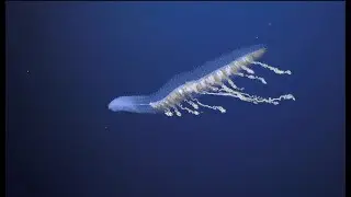 Illuminating Biodiversity of the Ningaloo Canyons - 4K ROV Highlights