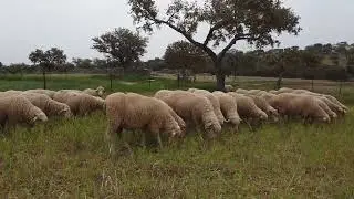 Sheeps on  l Free Stock Footage | No Copyright Videos | Creative Common !