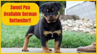 Caprice Vom Beni & Bam Bam Timit -Tor's LAST REMAINING German Rottweiler | Sweet Pea!