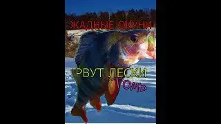 РАЗВЕДКА ПО ОКУНЮ ПРОШЛА НА УРА!!!