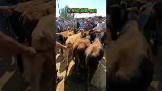 5та букача 6млн 950минг дан барака булди. Китоб мол бозори 