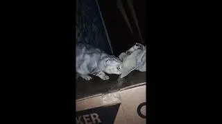 Надо как-то похулиганить и куда-то залезть)