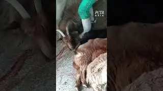No jumper is worth the amount of pain and suffering these goats go through 💔