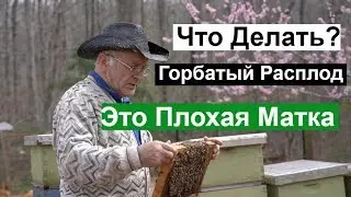 Пасека #107 Полутрутовая  Матка,Трутни,  Горбатый Расплод / Что Делать / Пчеловодство для начинающих