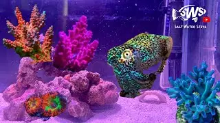 Setting up a  BABY CUTTLEFISH Aquarium for my new FRIEND