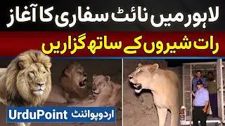 Lahore Safari Zoo Mein Night Safari Start - Night Lions Ke Sath Guzare Aur Lion Ko Khana Bhi Khilaye