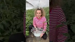 Витаминная 💣 и профилактика от серой гнили и фитофтороза 