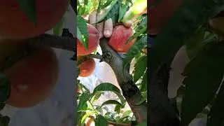 Обязательно удаляйте такие персики ! ! ! #fruit #garden