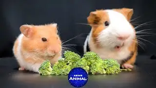 HAMSTER & GUINEA PIG 🐹 ASMR MUKBANG EATING BROCCOLI