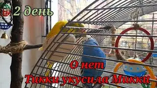 КАК ПОЗНАКОМИТЬ ПОПУГАЕВ | 2 день | Тикки против Микки??? | dashonok