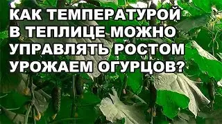 Как температурой в теплице можно управлять ростом и урожаем огурцов? (01-10-2018)