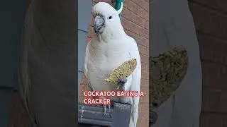 COCKATOO EATING A CRACKER 🇦🇺🪃🐦🕊🦅🦜
