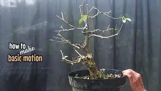 How to make bonsai for beginners, pruning bonsai kemuning lokal