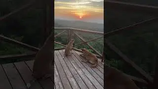 Couple of sunset buddies #dogs