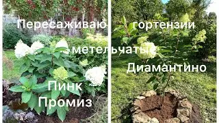 ПЕРЕСАЖИВАЮ ГОРТЕНЗИИ. Взрослый куст Диамантино и Пинк Промиз