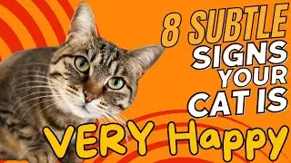 8 Subtle Signs Your Cat Is VERY Happy 😸🌟