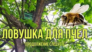 Подготовка  ловушек или как поймать пчелиный рой.