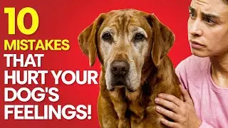 Common Mistakes That Make Your Dog Feel Unloved