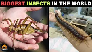 10 Biggest Insects In The World