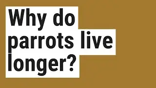 Why do parrots live longer?