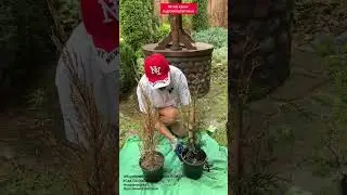 Після СПЕКИ ГИНЕ ТУЯ.