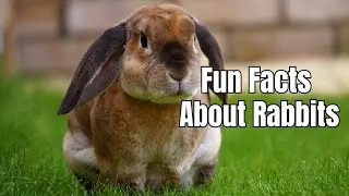 Interesting Facts About Rabbits