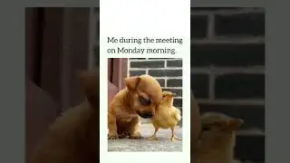 Me During the Monday Morning Meeting 😴 | Funny Meme | Sleepy Dog #shorts