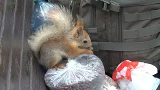 Белки оголодали / Squirrels want to eat