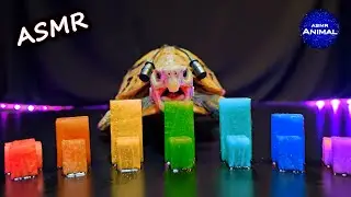 Relaxing ASMR Eating Rainbow Watermelon Mukbang for Sleep 🌈 Turtle Tortoise 165