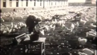 Содержание и разведение кур