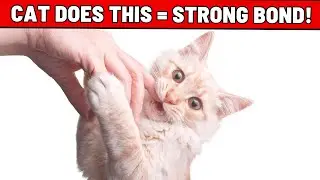 Why Does Your Cat REALLY Bite You? - You Will Be Shoked!