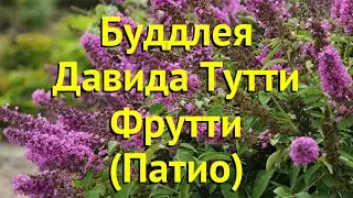 Буддлея давида тутти фрутти. Краткий обзор, описание характеристик buddleja davidii Tutti Frutti