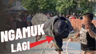 GEGER‼️BANTENG NGAMUK | WADYO BOLO LASKAR BUDHOYO LIVE PURWOKERTO BRANGSONG