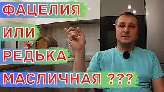 Культуры, РАЗУПЛОТНЯЮЩИЕ ПОЧВУ! Как Выбрать. Горчица, фацелия и редька масличная.