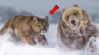Эту Кошку Боится Даже Медведь! Пума - свирепый властелин Гор!