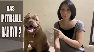 BAHAYAKAH ANJING RAS PITBULL ???