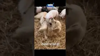 Лучшие друзья собакена 😂 