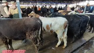 Андижон кургонтепа шветлар МАКОНИ ёш букалар кучат букалар нархлари 2025