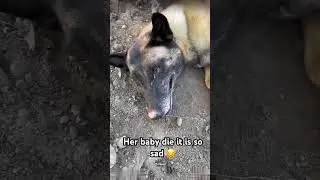 The mother dog would not give up his baby it so sad