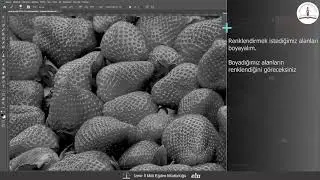 Adobe Photoshop   Görselin Belirli Kısmını Renklendirme