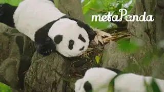 metaPanda | An Interactive Companion Panda Overflowing with Love