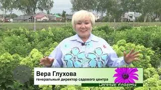 Цветение гортензий  и подкормки в Садовой центре Веры Глуховой.