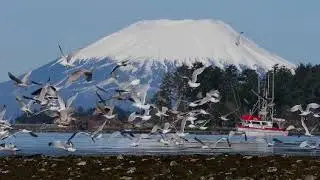Fishing Boat, seagulls and a beautiful mountain