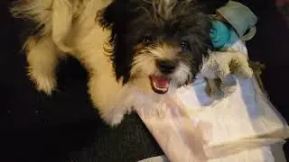 ZOOMIES!!!!