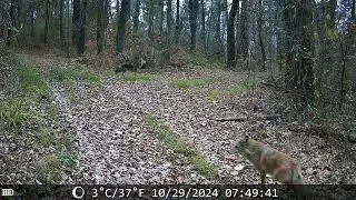 my hidden camera #animals #foryou #2024 #wild