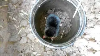 Как поймать крота.