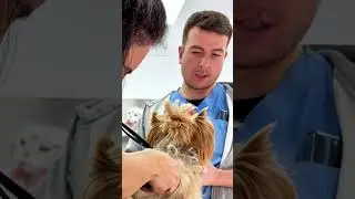 День в груминг-салоне: многодетный отец; гадание на таро; интриги🫣😂 