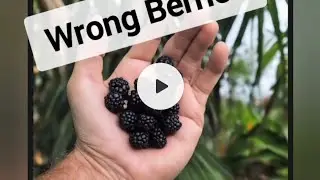 Изучаем английский с рассказами от нейросети (Wrong berries) #4