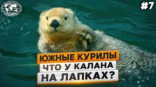 Двухметровая лилия, место встречи с косатками и забавный калан | @Русское географическое общество